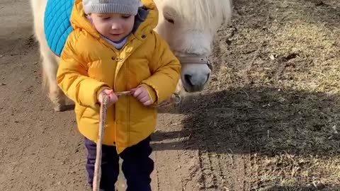 Toddler and little horse are best friends