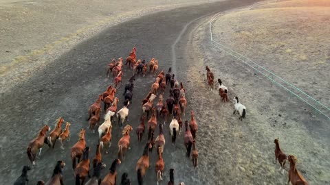 Freely Horses Racing,Wild Animals