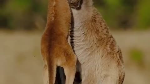 Adorable kangaroo family