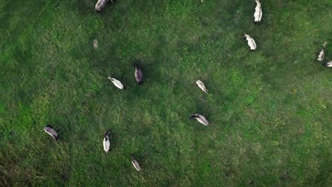 A herd of wild horses tarpan drone shooting