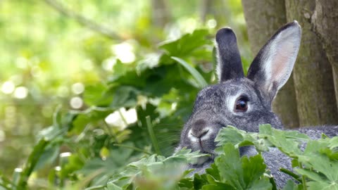 Cute rabbit take relaxing😉