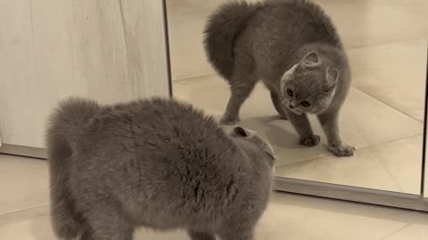 Cat Hisses at His Reflection in the Mirror