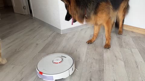 German Shepherd Puppy Shocked by Robot Vacuum