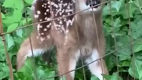 Cutest animal videos