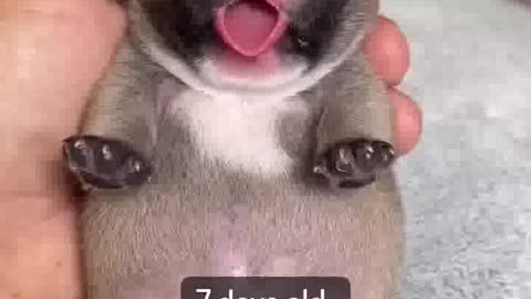 Wait for the end ❤️ shorts cuteanimals frenchbulldog
