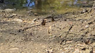 Butterflies at a puddle / Many insects by the water.