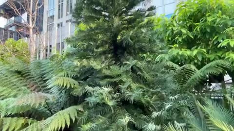 Salesforce Park: Boasts 16,000 Plants & 600 Trees Collection