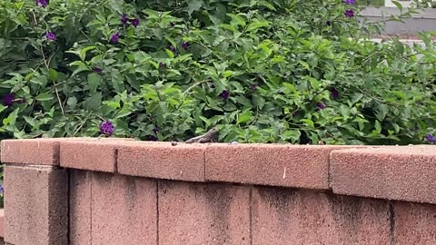 Alligator Lizard, Look Like Doing Pushups