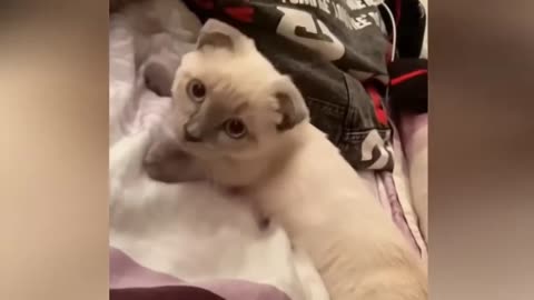 TAHAN TAWA 😂 5 MENIT VIDEO TINGKAH LUCU KUCING BIKIN NGAKAK - KUMPULAN VIDEO LUCU