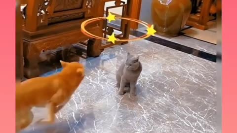 Instagram viral video 😂😂 cats