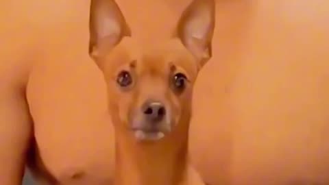 The Best of Cats and Dog Hilarity: Unforgettable Funny Video Moments