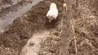 Shorts - Digging A Water Ditch