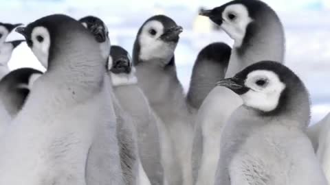 Emperor Penguin Creche 🇦🇶 Cape Washington