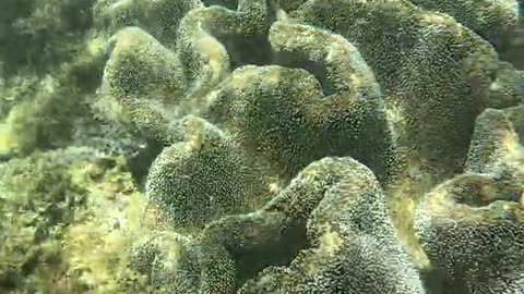 Corals and Starfish, Exploring the Underwater Wonderland