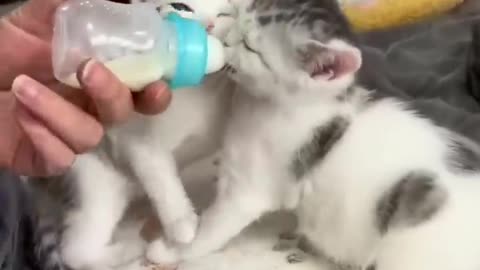 cute cat shotr _video