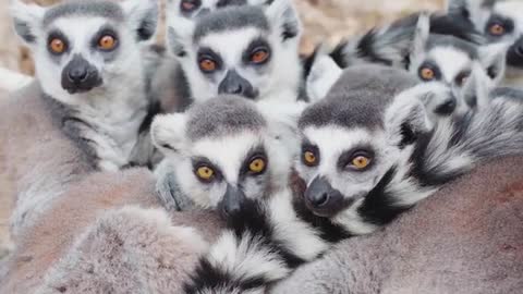 Animals winter ring-tailed lemurs
