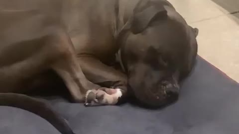 Dog sleep Very Nice video-Dog very Smart Funny Video