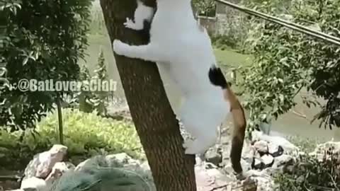 funny cat video