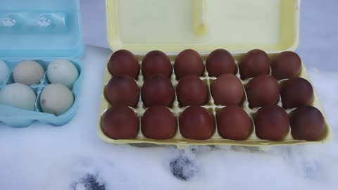 Ancient Acres Colorful Marans and Easter Egger Eggs