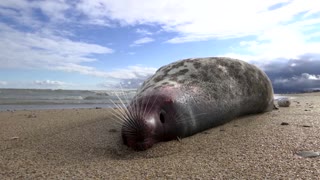 'Never seen this many': rare seals wash up dead on Russian shore