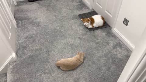 New Kitten Intimidates Cat(2)