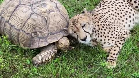 Tuesday the cheetah and her emotional support tortoise Penzi