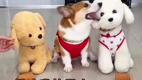 Funny video.mughal dog angery Funny moment