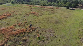 PRSAR Scented Horses