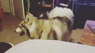 Husky Tantrum #245612