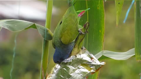 Parrot eats from fields of corn