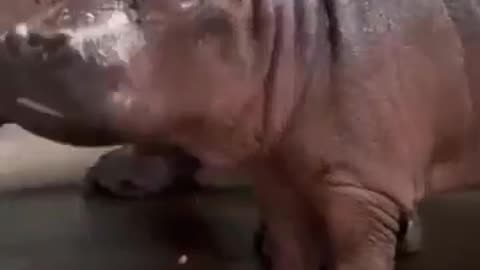 Newborn Baby Hippo