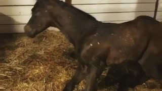 Babies first steps