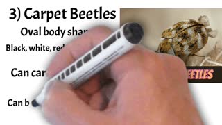 Bugs that Look Like Bed Bugs But Can Fly.😃 Learn the Top 3 in this under 1 minute Summary!😃 #shorts