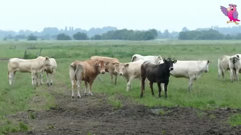 cows mooing and grazing in the green field