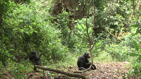 NASA joins Jane Goodall to conserve chimpanzee habitat 🐒
