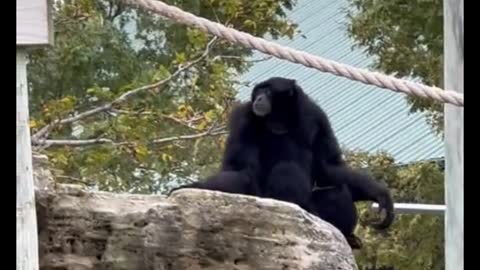 This chimp is so flexible