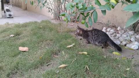 Pregnant Cat Meeting Cat Family For The First Time Cute Kittens Are Behaving Funny