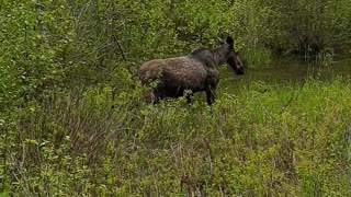 Moose is loose in Idaho