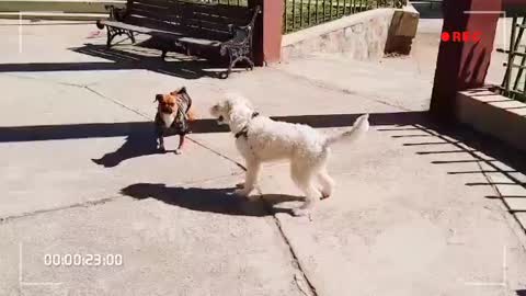 Dogs playing funny moments video enjoy this video don't stop laugh