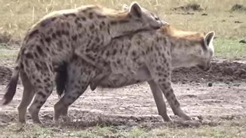 Hyena mating rare video caught on camera