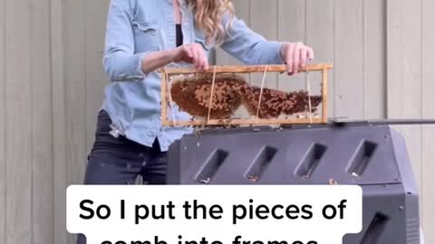 Saving bees from a compost bin!