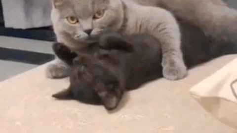 Funny Cats