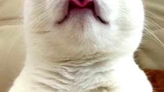 Cat 🐈 funny amazing dance you will naver see before