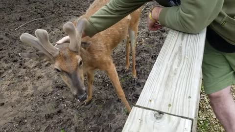 Scratching a buck's antlers