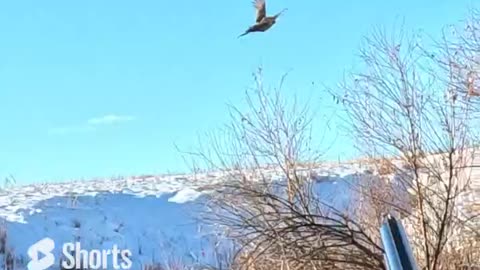 You can Run...Pheasant hunt