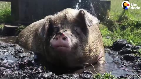 Happy Pigs Drink Water