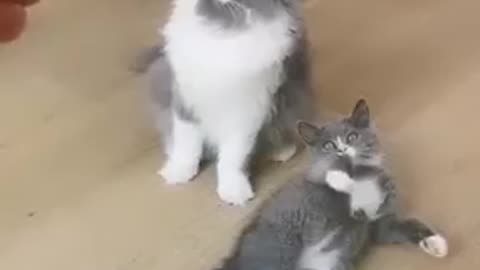 Cat fanny video