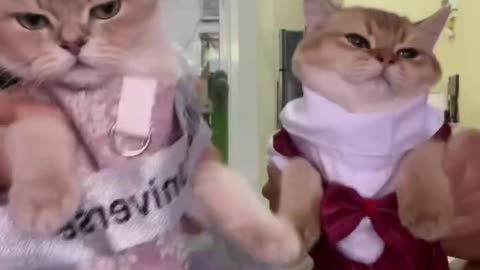 Baby cat dancing with wearing baby clothes.🤨😲