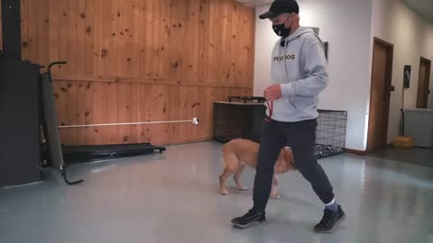 dog training |dog feeding |dog hacks |dog tricks |puppy handling| how to handle dogs
