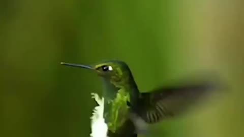 "Buzzing with Beauty: The Astonishing Encounter of a Hummingbird and Bee"